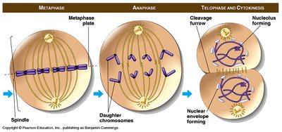 Animal cell cytokinesis by cleavage