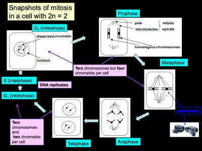 Example of mitosis in a plant cell