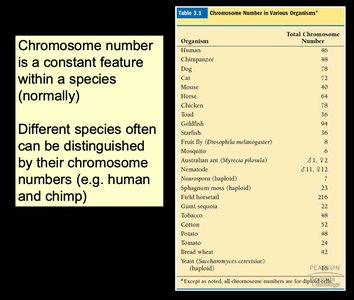 Table of chromosome numbers in various organisms