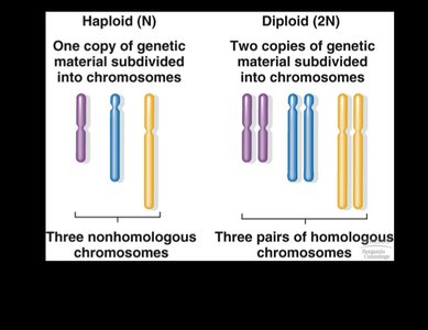 Comparison of haploid and diploid chromosome sets