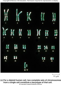 Karyotype of a diploid human cell