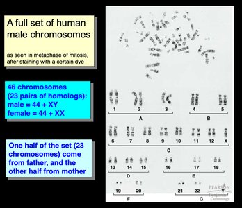 Full set of human male chromosomes