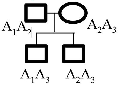 Pedigree showing inheritance of alleles A1, A2, A3