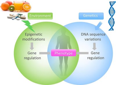 Venn diagram showing the interaction of environment and genetics on phenotype via gene regulation