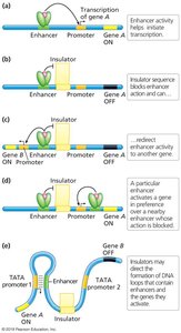 Diagram of insulator function in gene regulation