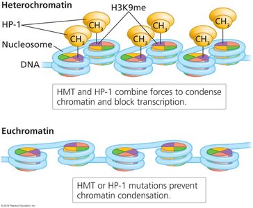 Heterochromatin vs euchromatin structure