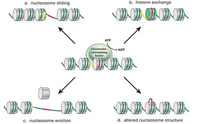 Mechanisms of chromatin remodeling: sliding, exchange, eviction