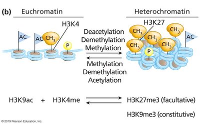Histone modifications: acetylation and methylation