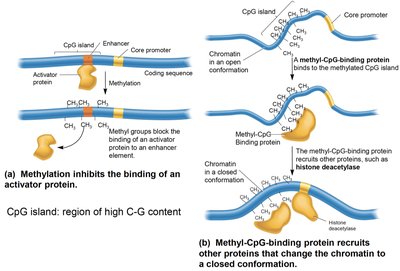 DNA methylation and CpG islands in gene regulation
