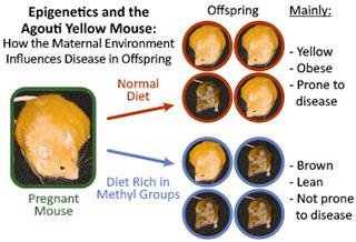 Epigenetics and the Agouti Yellow Mouse: maternal diet influences offspring phenotype
