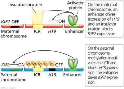 Genomic imprinting: IGF2 and H19 regulation