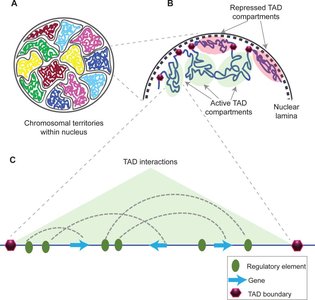 Diagram of TADs and chromosomal territories