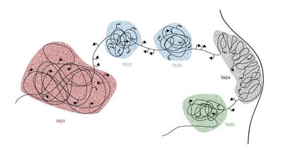 Hi-C method for mapping TADs