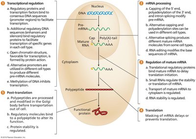 Diagram of eukaryotic gene regulation at multiple levels