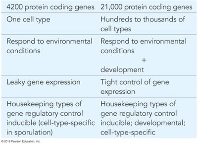 Comparison table of gene regulation in E. coli and humans