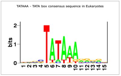 TATA box consensus sequence in eukaryotes
