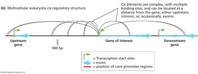 Diagram of cis-regulatory structure showing enhancers and silencers