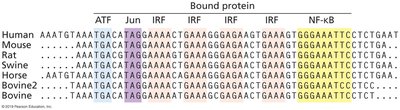 Table of transcription factor binding sites across species
