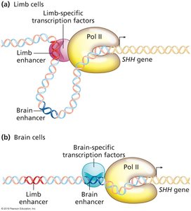 SHH gene regulation in limb and brain cells
