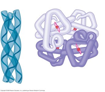 Normal and sickle-cell hemoglobin structure