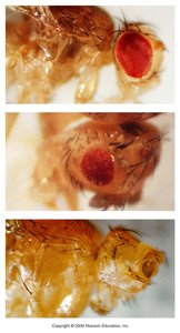 Variable expression in Drosophila eye phenotype