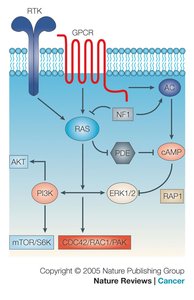 NF1 gene pathway