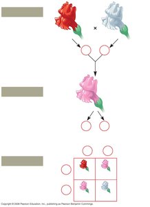 Incomplete dominance in snapdragon flowers