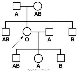 Pedigree showing Bombay phenotype
