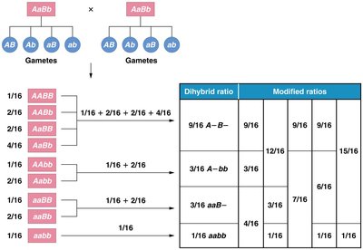 Modified dihybrid ratios due to gene interactions