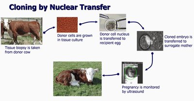 Cloning by nuclear transfer in cattle