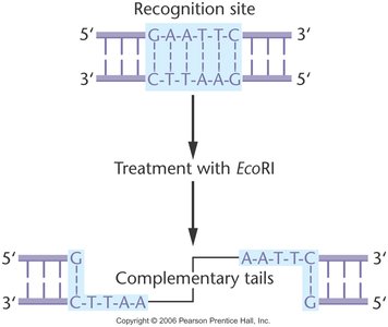 Restriction enzyme recognition sites and cleavage patterns