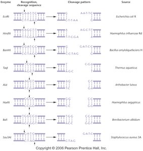 Joining DNA fragments with sticky ends using DNA ligase