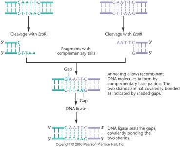 Bacterial cell with plasmids and chromosomal DNA