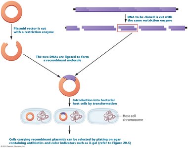 Summary of cloning with a plasmid vector