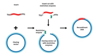 Process of creating recombinant DNA using restriction enzymes and vectors