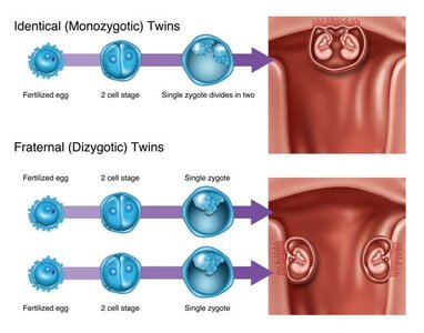 Formation of identical and fraternal twins