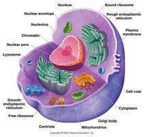 Labeled diagram of a eukaryotic cell showing nucleus, chromatin, and other organelles