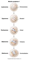 Diagram of prophase I substages