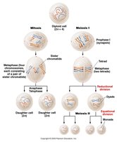 Comparison of mitosis and meiosis