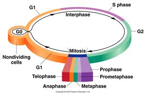 Diagram of the cell cycle showing G1, S, G2, and M phases