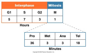 Table showing duration of cell cycle phases and mitosis stages