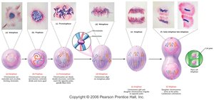 Diagram showing the stages of mitosis