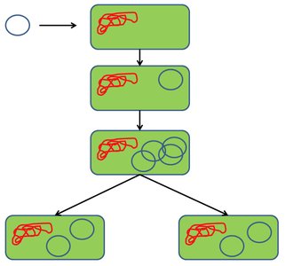 Diagram of plasmid and bacterial chromosome