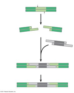 Sticky end ligation to create recombinant DNA
