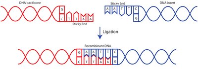 Diagram of sticky end ligation