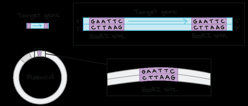 Diagram showing directionality of gene insertion