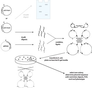 Screening colonies for recombinant plasmids