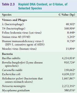 Table of haploid DNA content for viruses and bacteria