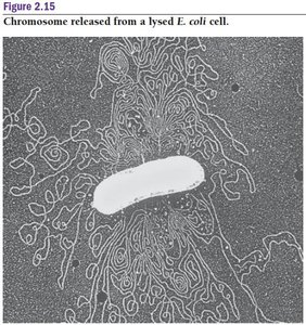 Bacterial chromosome structure