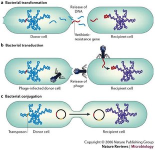 Comparison of bacterial and human chromosomes